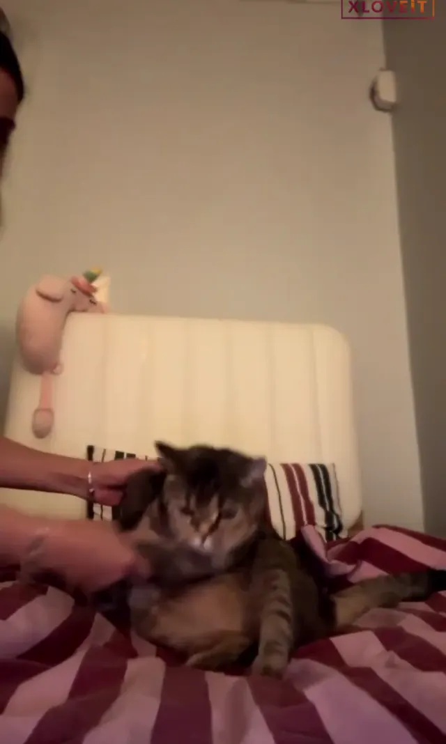 Tango Güneş ifşa Canlı mastürbasyon yaptı — Tango Güneş — Canlı Yayınlar · sahne 1